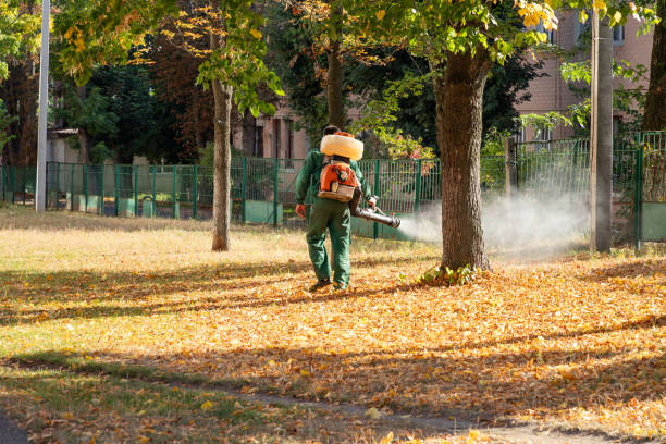Best Termite Control Services  in Hopwood, PA